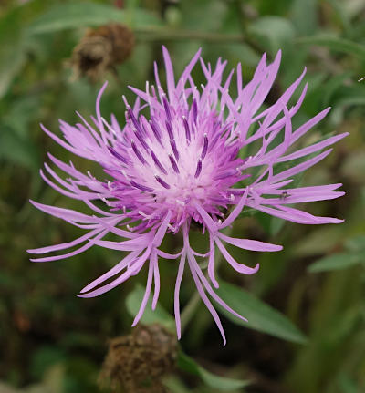 centaurea jacea