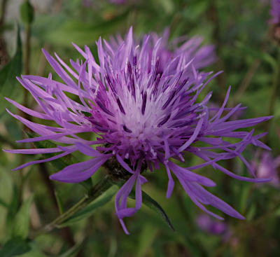 centaurea jacea