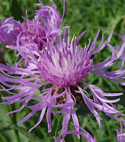 centaurea jacea