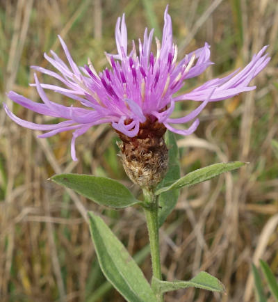 centaurea jacea