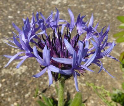 centaurea montana