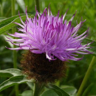 centaurea nigra