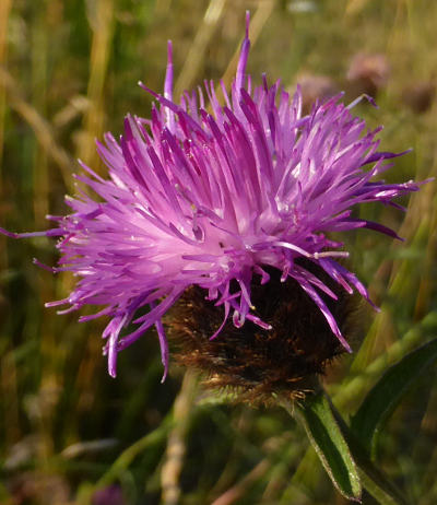 centaurea nigra