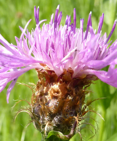 centaurea pseudophrygia