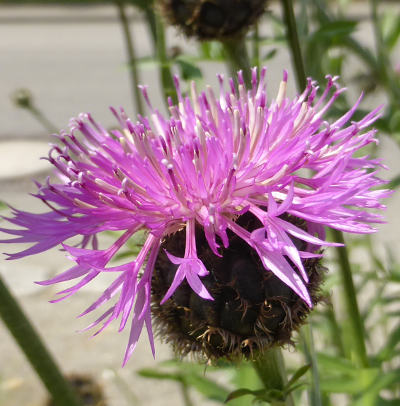 centaurea scabiosa