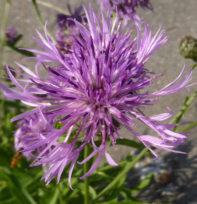 centaurea scabiosa