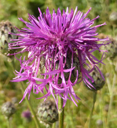 centaurea scabiosa