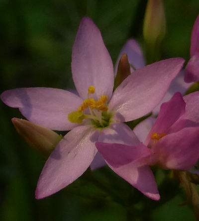 centaurium erythraea