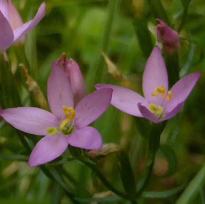 centaurium erythraea