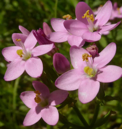 centaurium erythrea