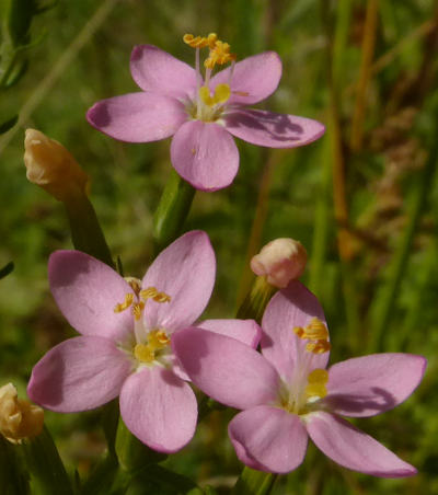 centaurium erythrea