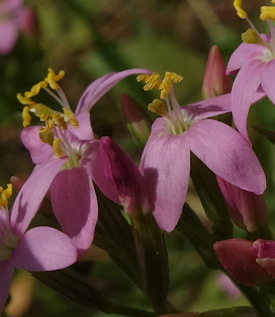 centaurium erythraea