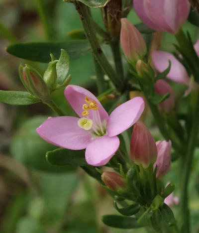 centaurium erythraea