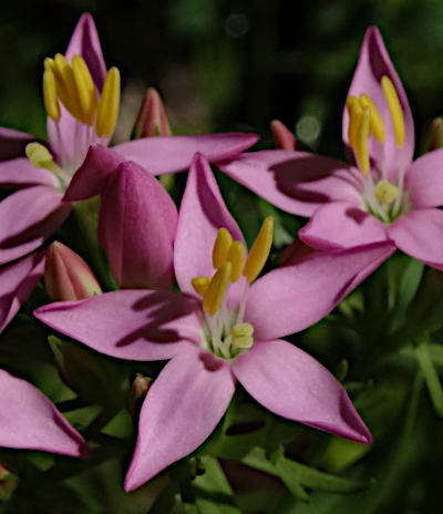 centaurium erythraea