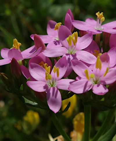 centaurium erythraea