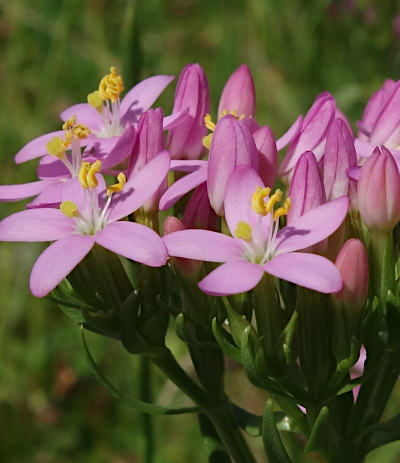 centaurium erythraea