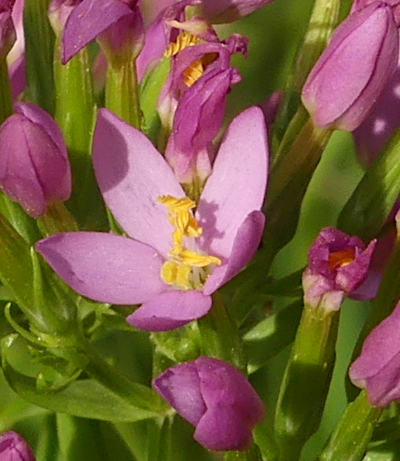 centaurium erythraea