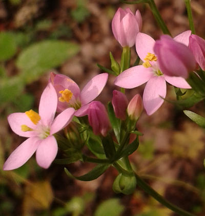 centaurium erythrea