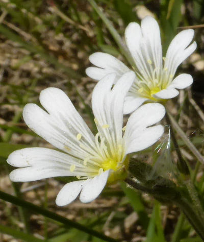 cerastium arvense