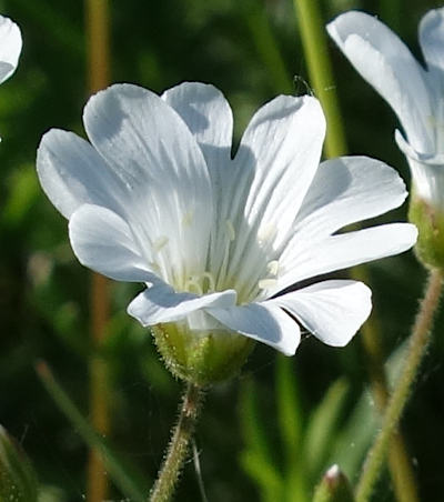 cerastium arvense