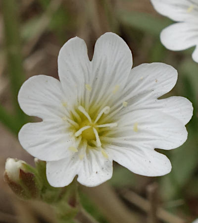 cerastium arvense