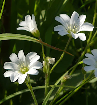 cerastium arvense