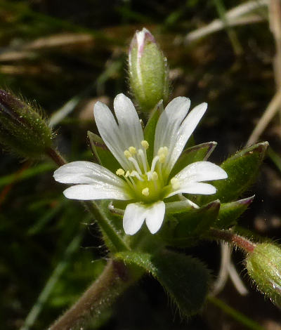 cerastium fontanum