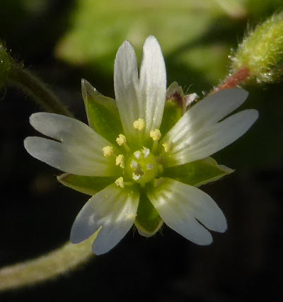 cerastium fontanum