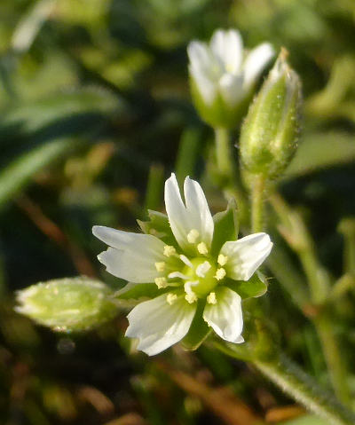 cerastium fontanum