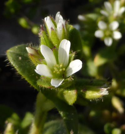 cerastium fontanum