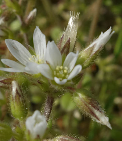 cerastium glomeratum