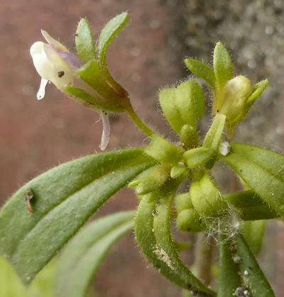 chaenorhinum minus