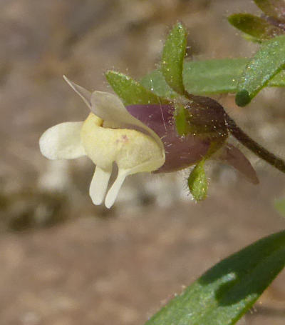 chaenorhinum minus