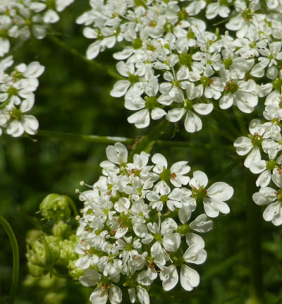 chaerophyllum aureum