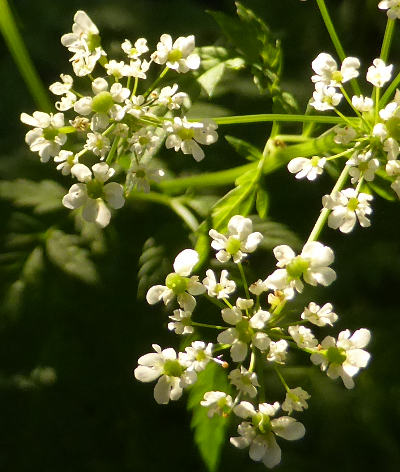 chaerophyllum aureum