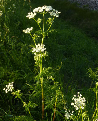 chaerophyllum aureum