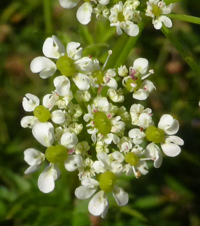 chaerophyllum aureum