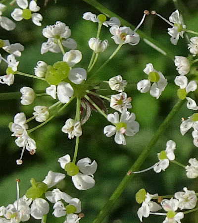 chaerophyllum aureum