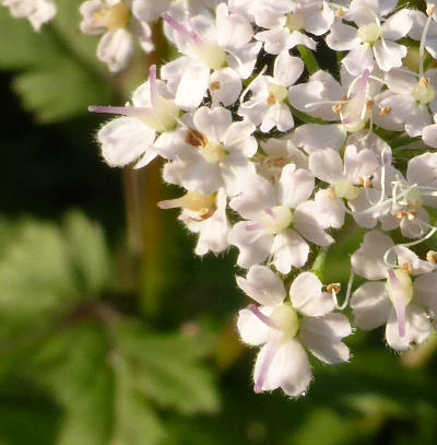 chaerophyllum hirsutum