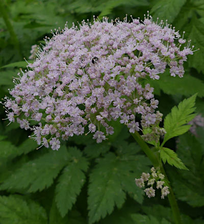 chaerophyllum hirsutum