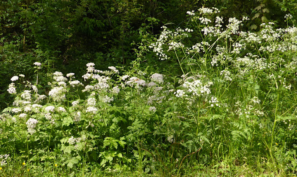 Kerbel und Kälberkropf