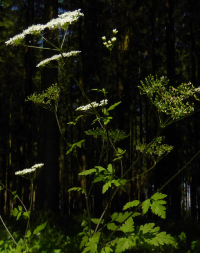 chaerophyllum temulum