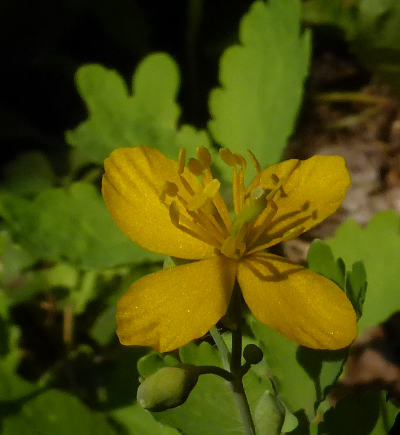 chelidonium majus