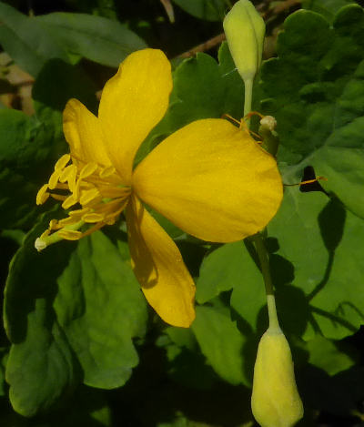 chelidonium majus