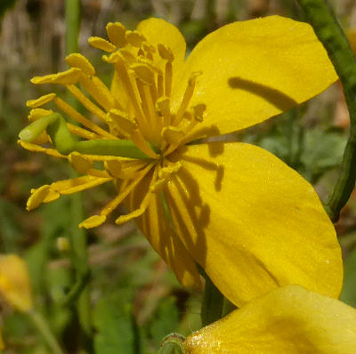 chelidonium majus