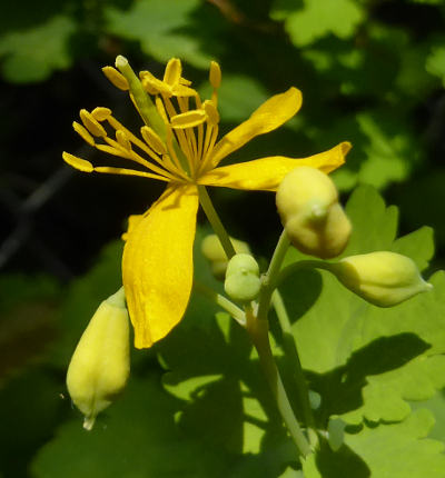 chelidonium majus