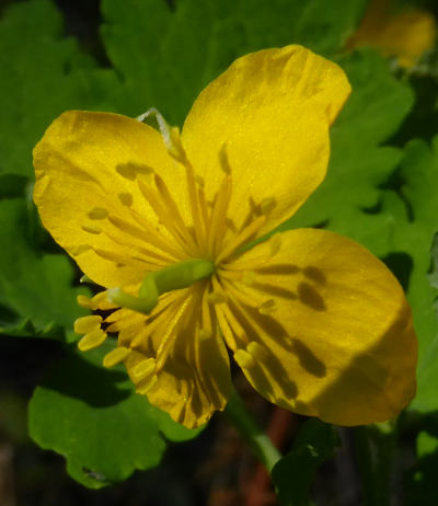 chelidonium majus