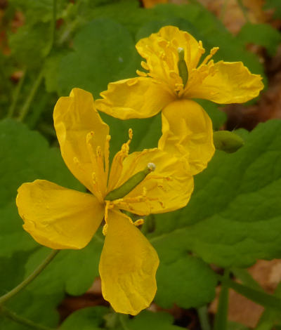 chelidonium majus