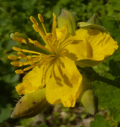 chelidonium majus