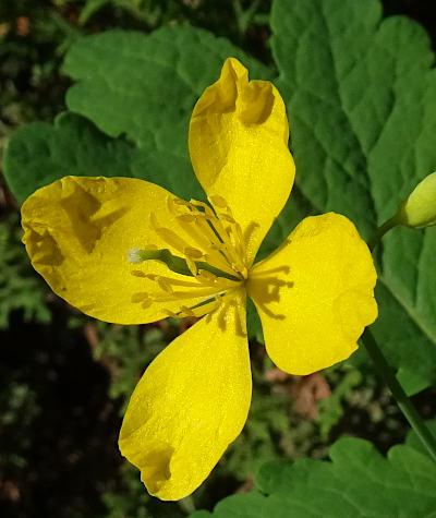 chelidonium majus